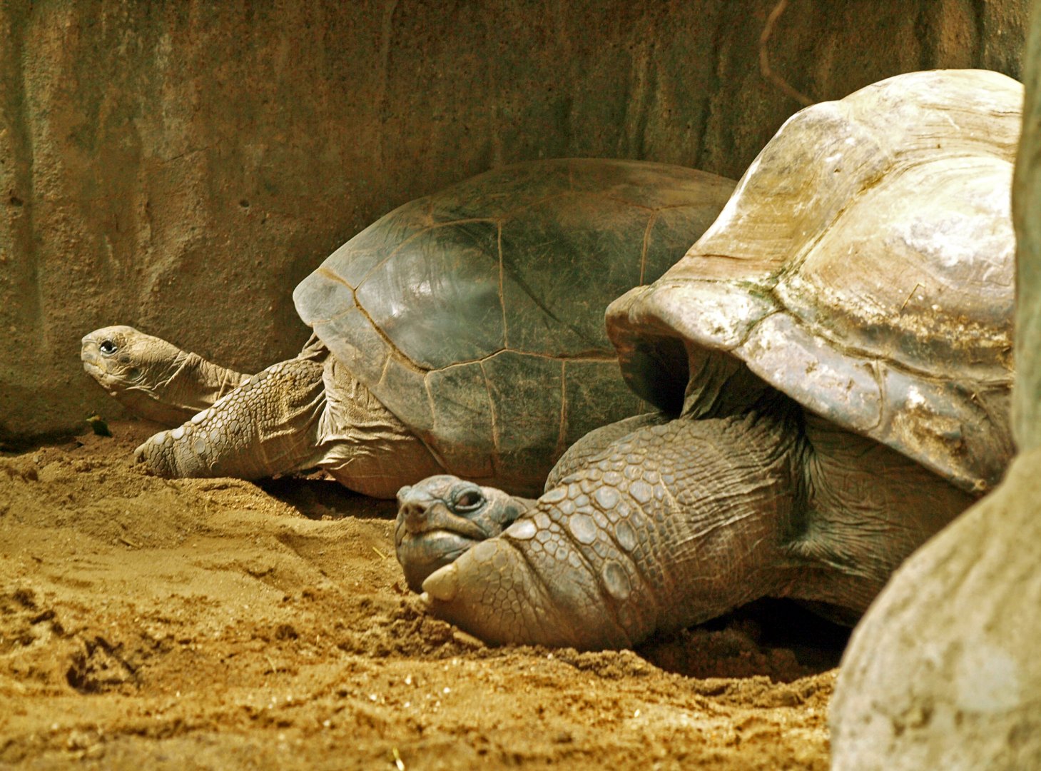 Pinzon Galapagos or Aldabra? Prague