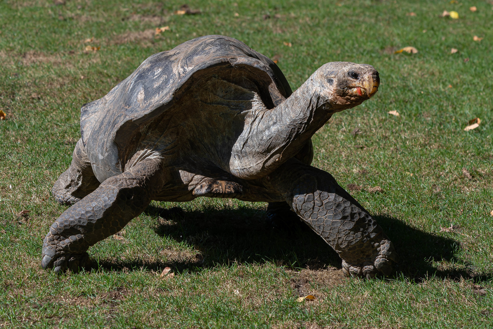 Pinzon giant tortoise (Chelonoidis niger duncanensis)