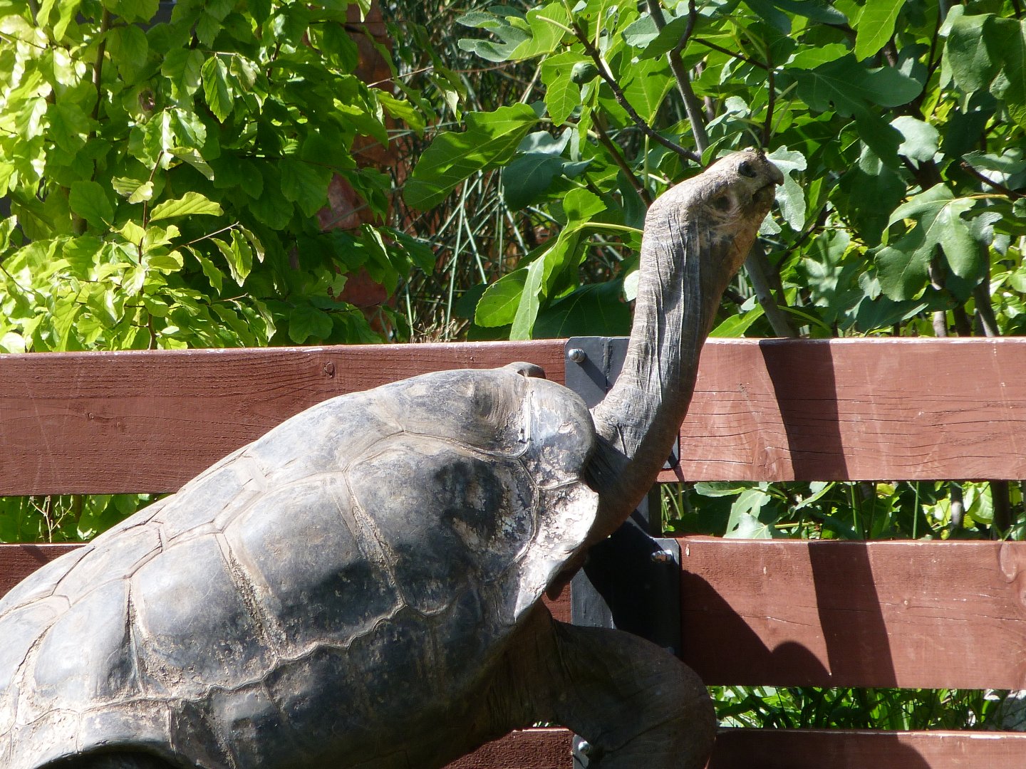 Pinzon giant tortoise -Zoo Praha (2025)