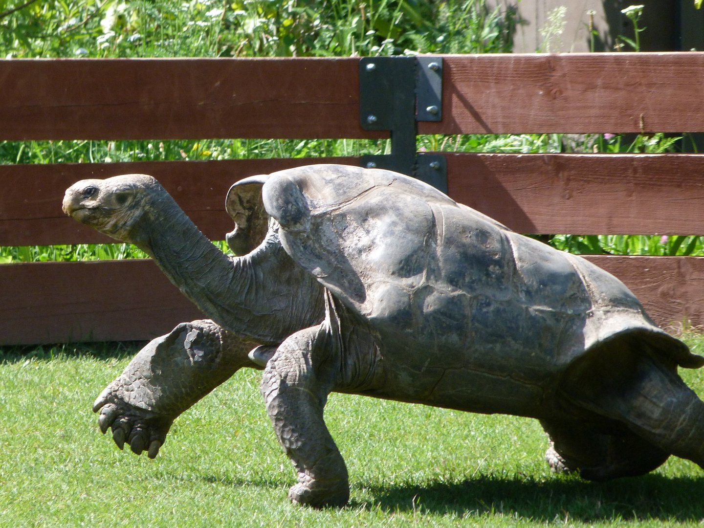 Pinzon giant tortoise -Zoo Praha (2025)