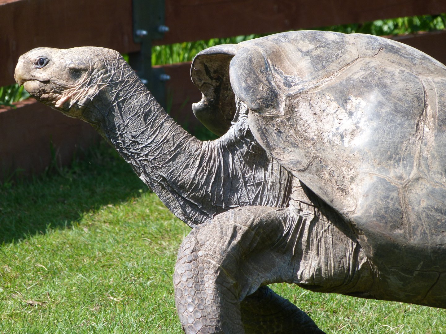 Pinzon giant tortoise -Zoo Praha (2025)