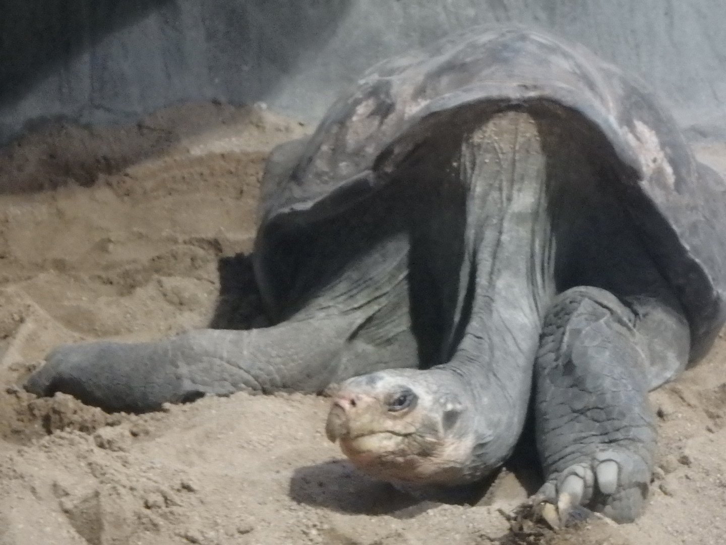 Pinzón Island giant tortoise