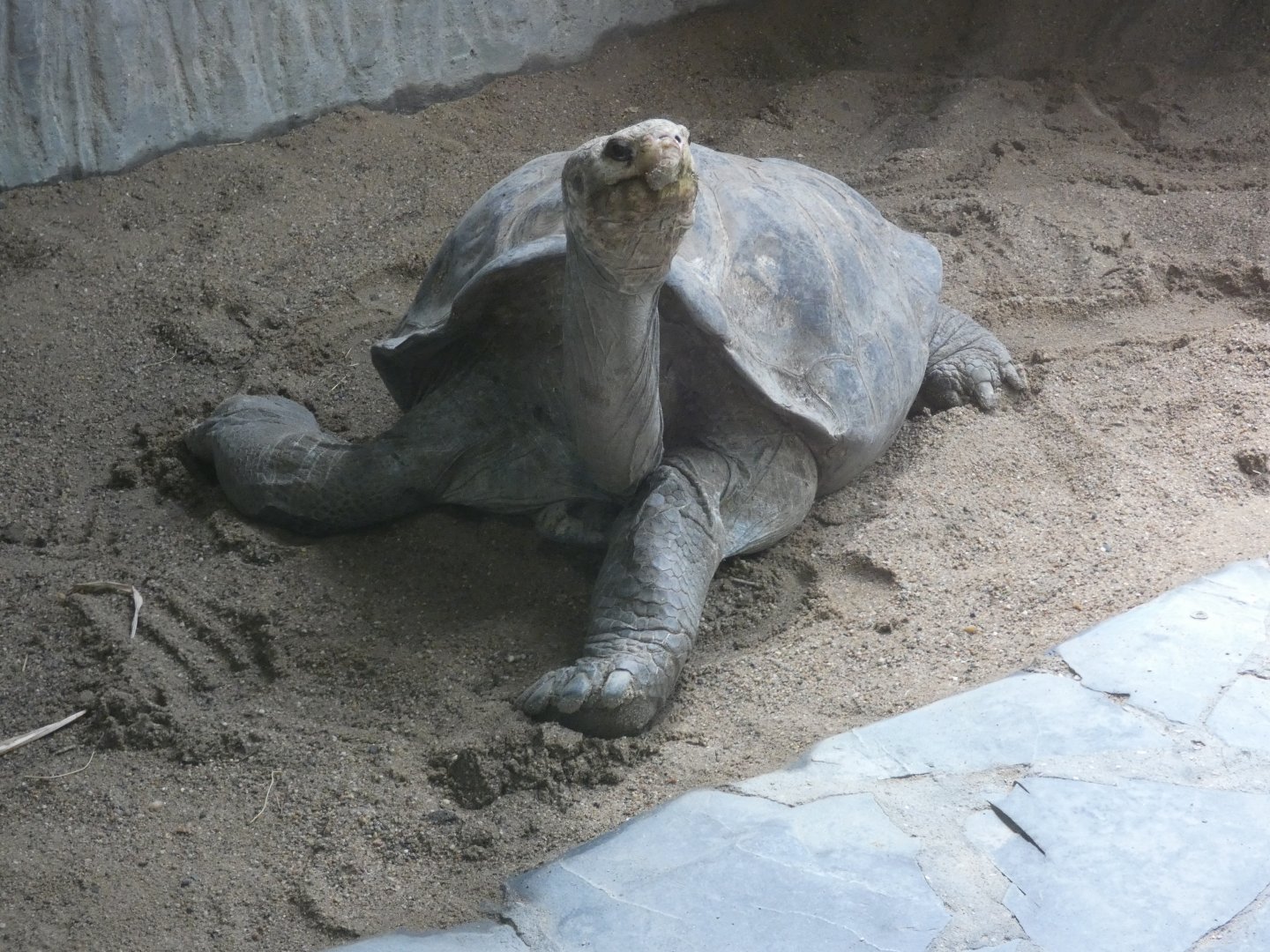 Pinzón Island giant tortoise