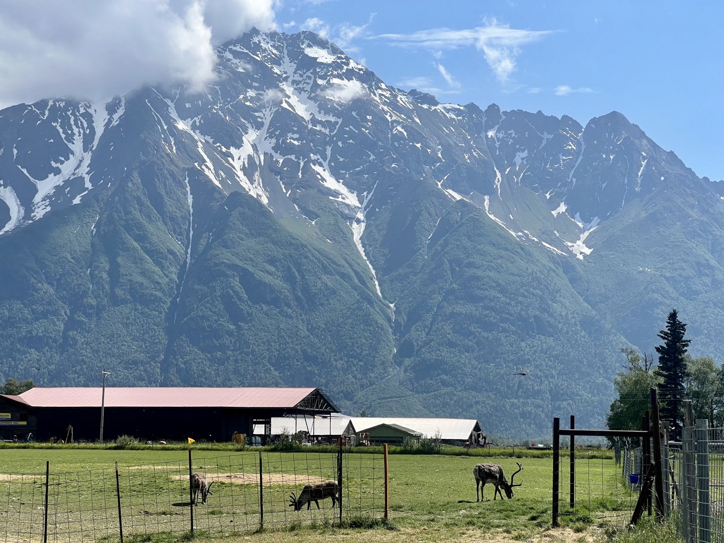Pioneer Peak in background