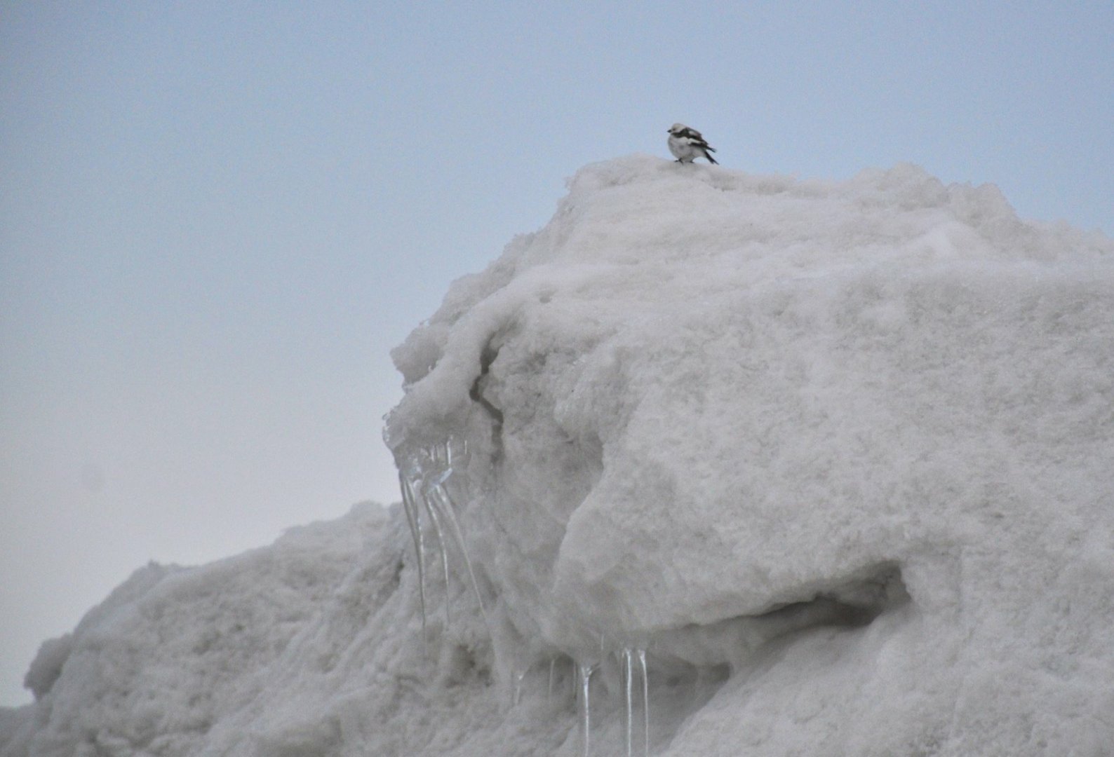 Pioneering Snow Bunting-Alaska