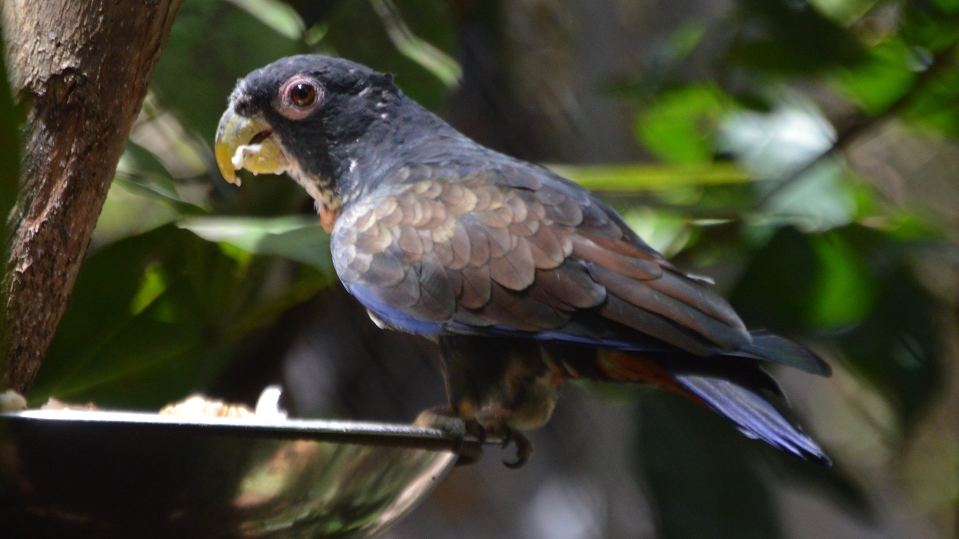 Pionus chalcopterus