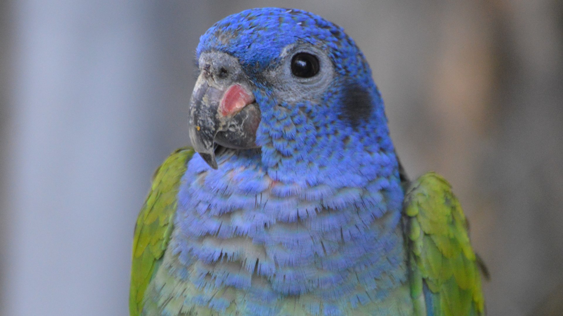 Pionus menstruus rubrigularis