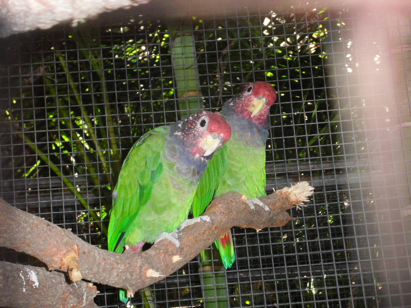Pionus tumultuosus