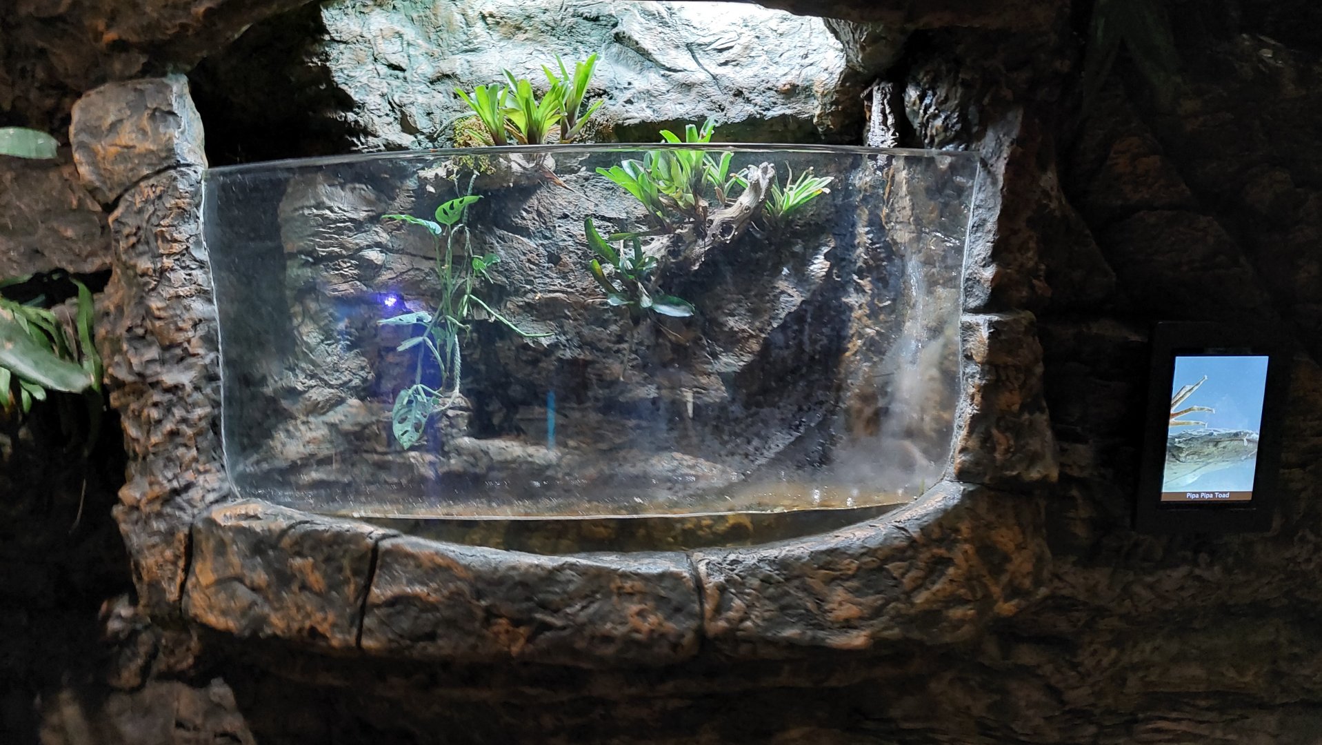 Pipa Pipa (Suriname) Toad Terrarium