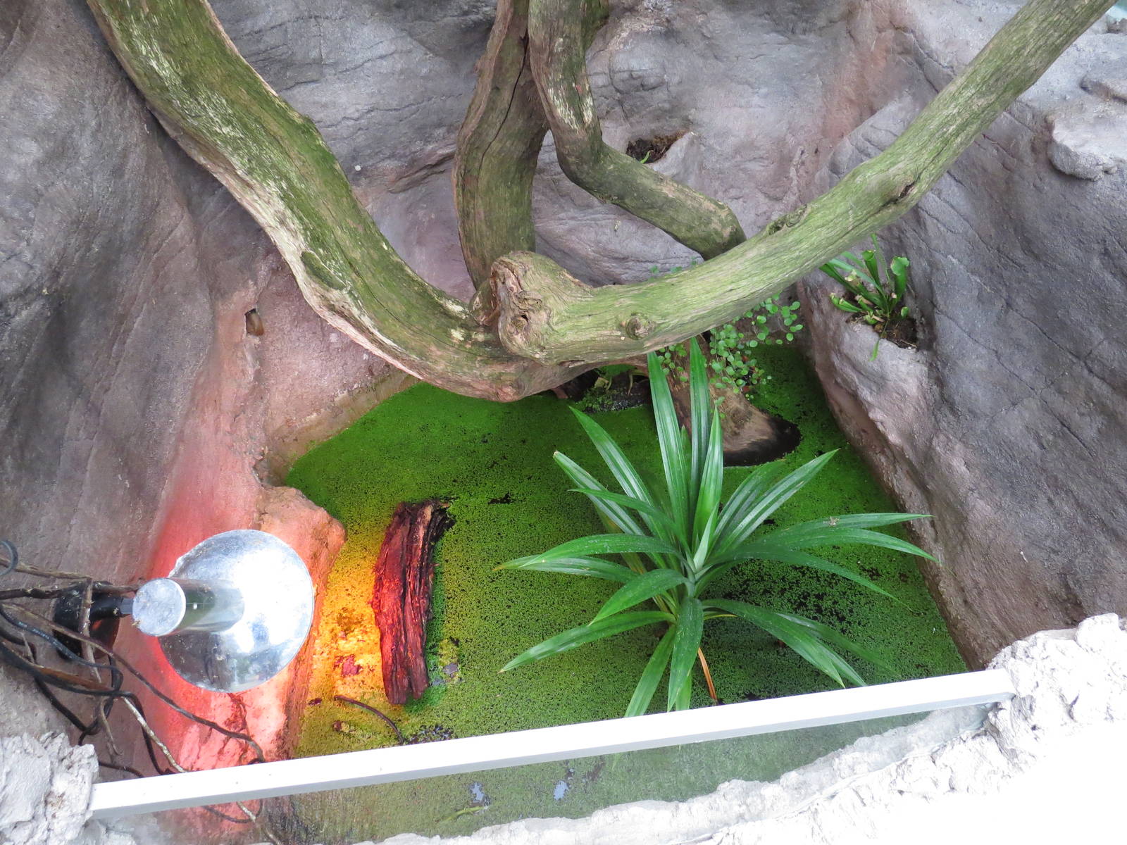 Pipa toad exhibit, June 2015