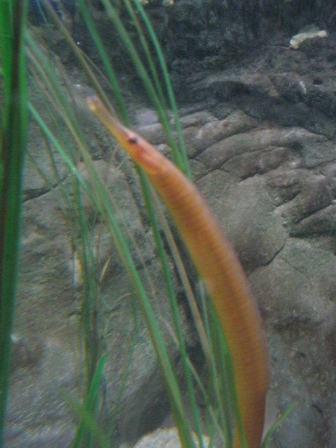 Pipe fish species 2015