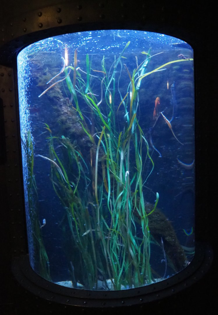 Pipefish and Seahorse cylinder tank, 2020-09-03