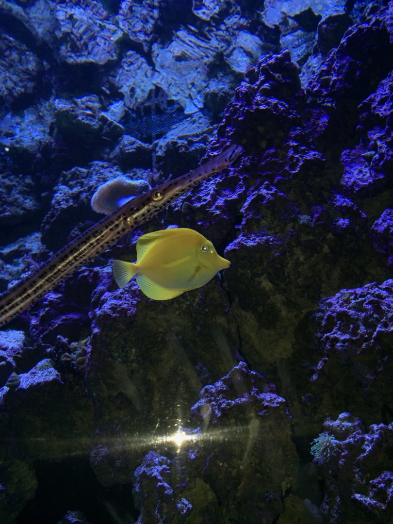 Pipefish and Yellow Tang