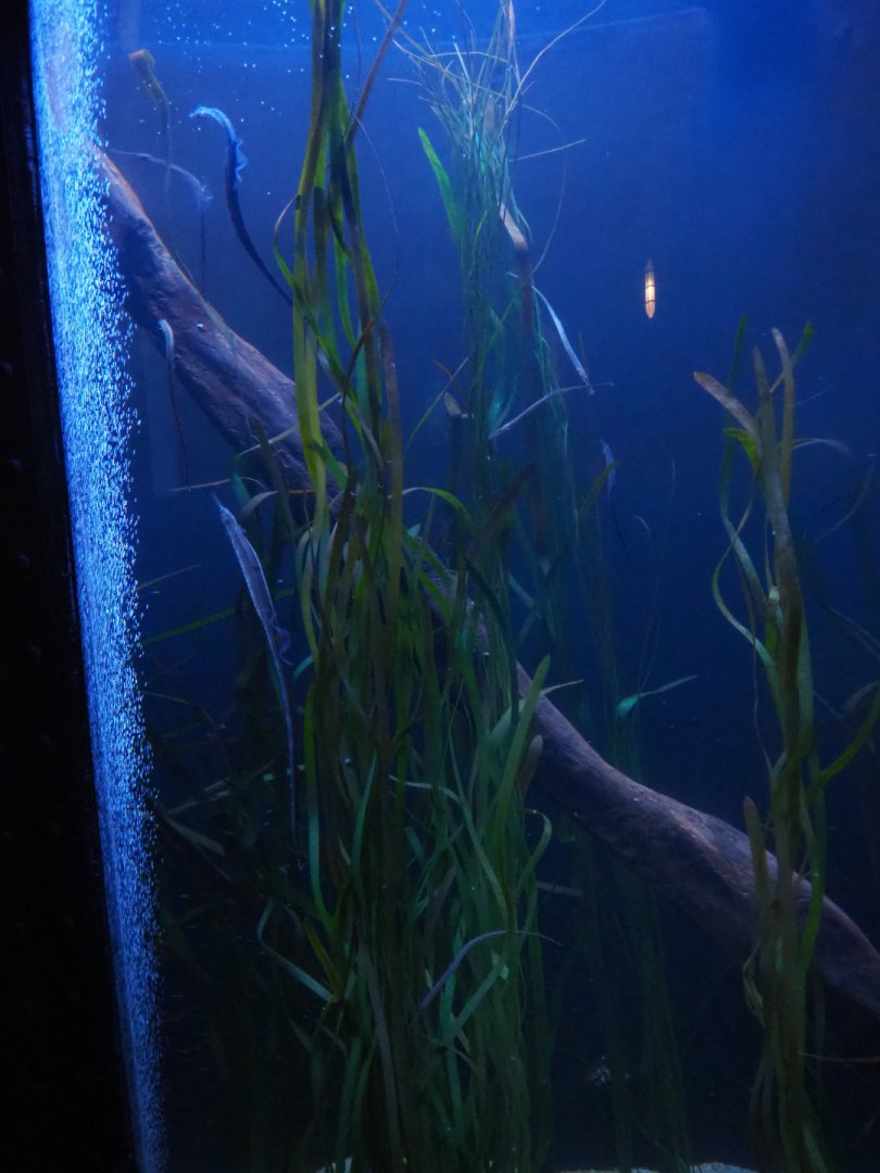 Pipefish aquarium, 2019-10-05