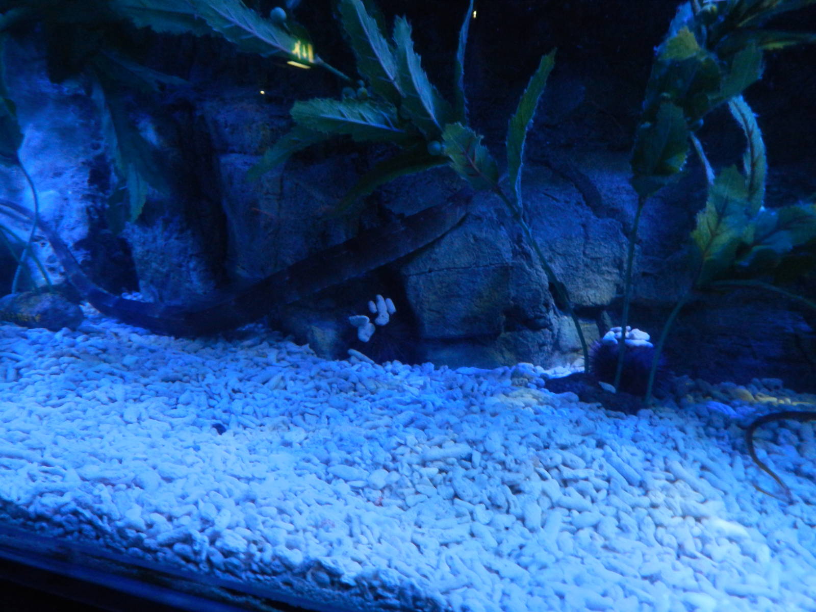 Pipefish at SEA LIFE Scarborough - 26/08/2012