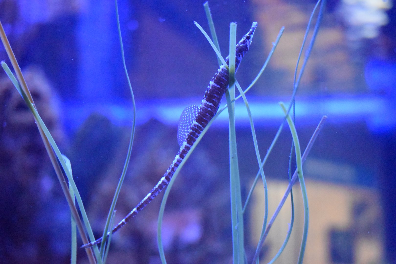 Pipefish I.D.?
