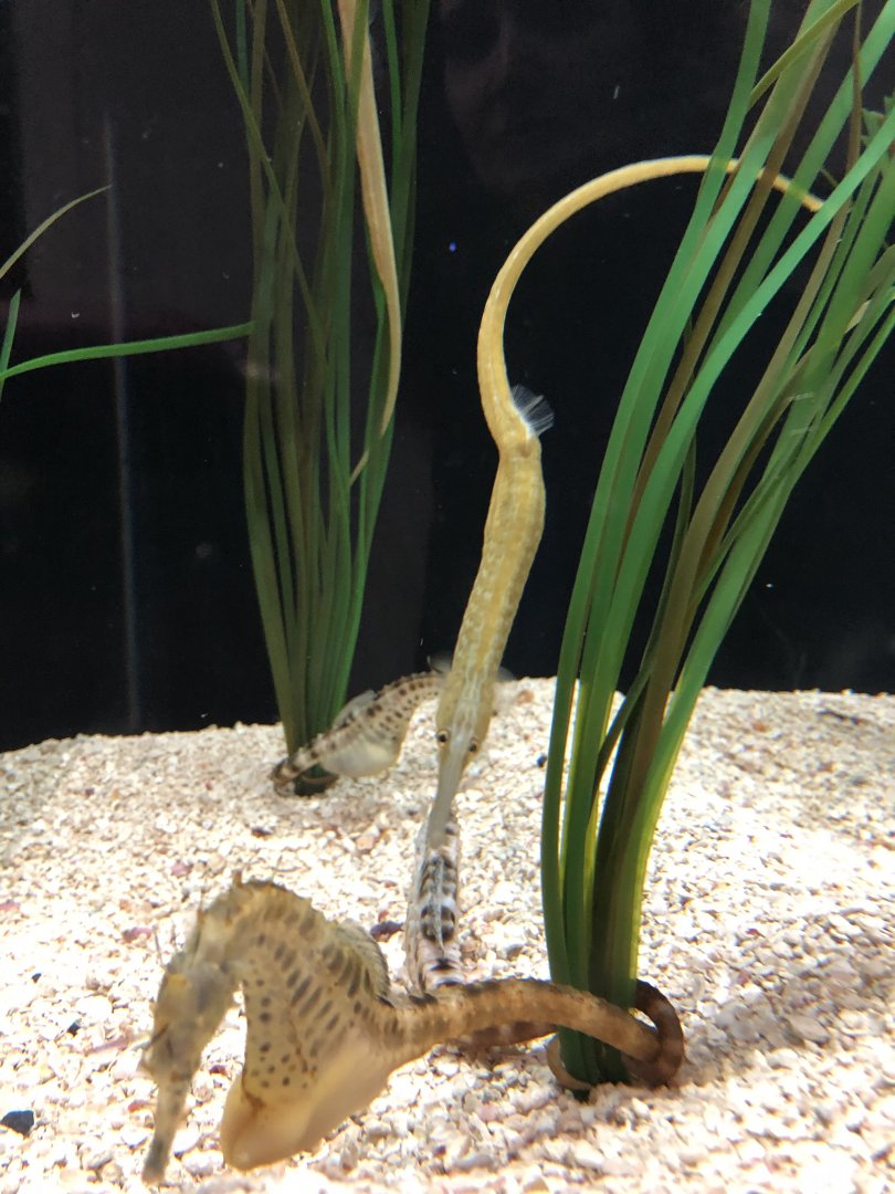 Pipefish Id?-Great Lakes aquarium.