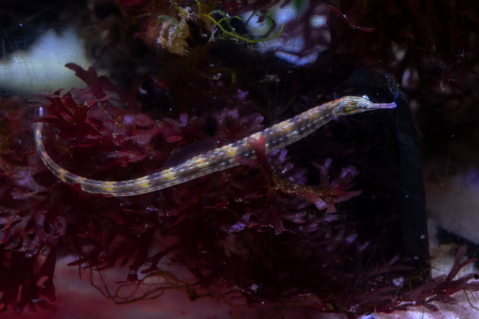 Pipefish ID - Sea Life München