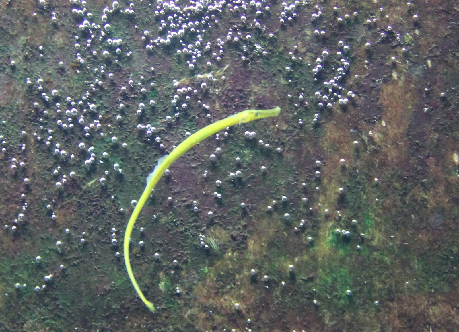 Pipefish ID