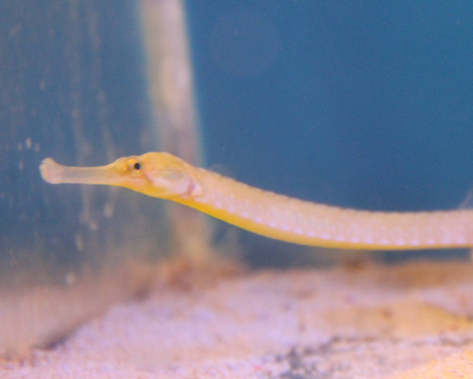 Pipefish ID