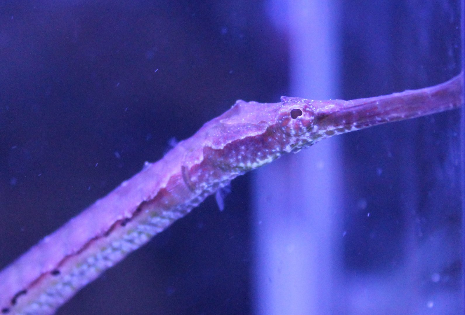 Pipefish ID