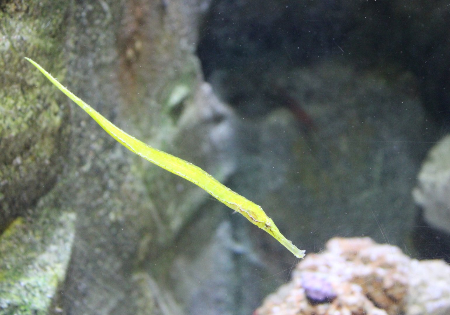 Pipefish ID