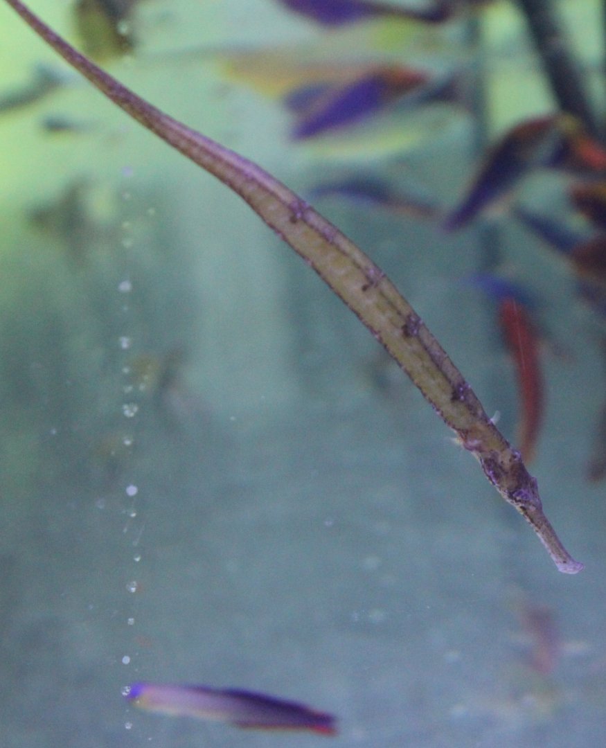 Pipefish ID
