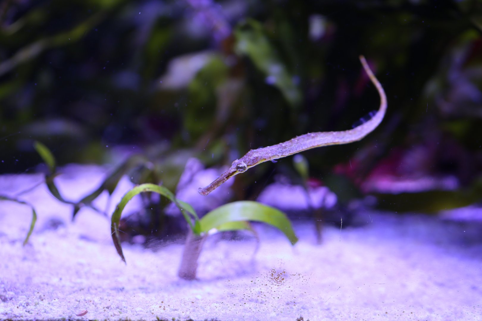 Pipefish ID