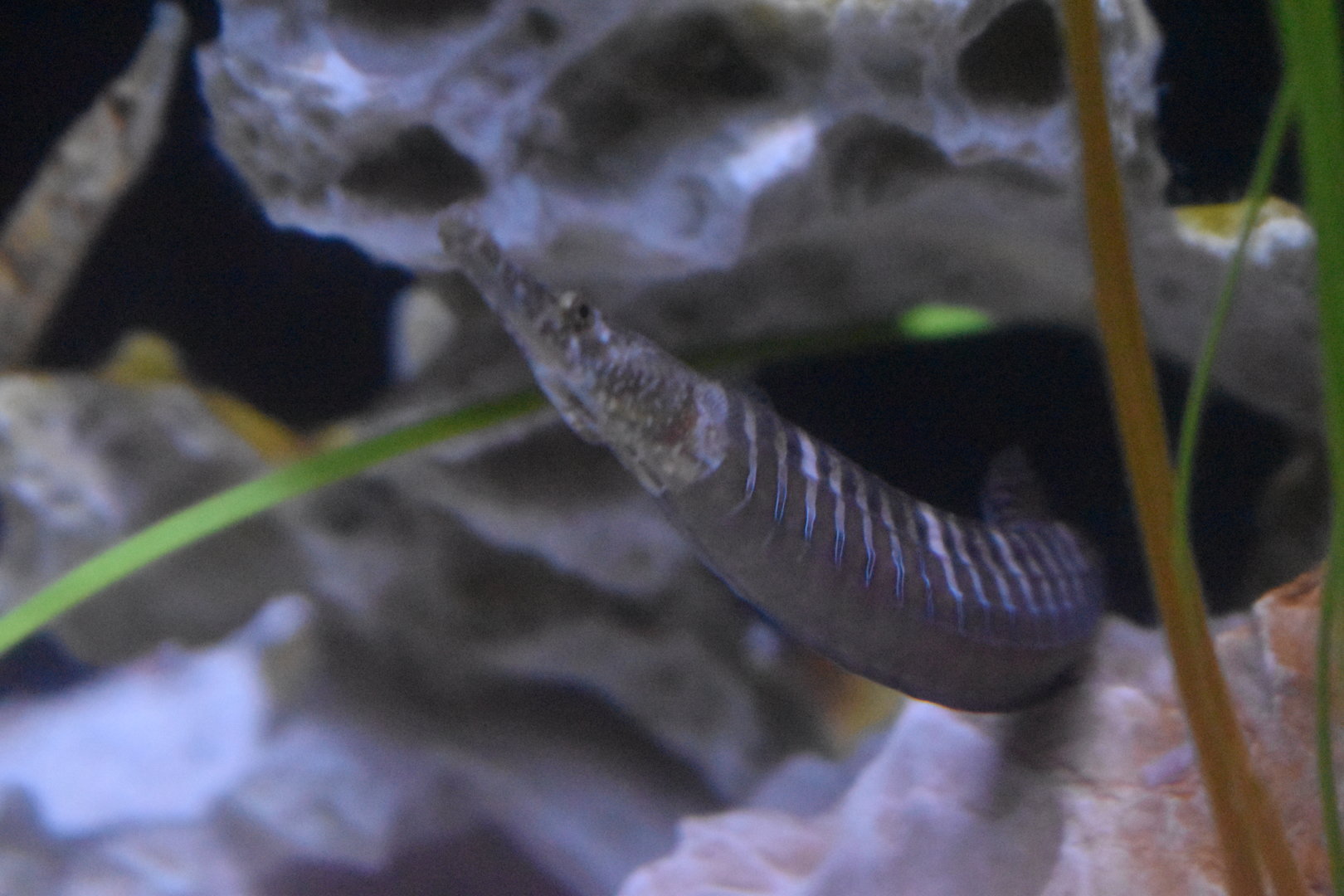 Pipefish ID>
