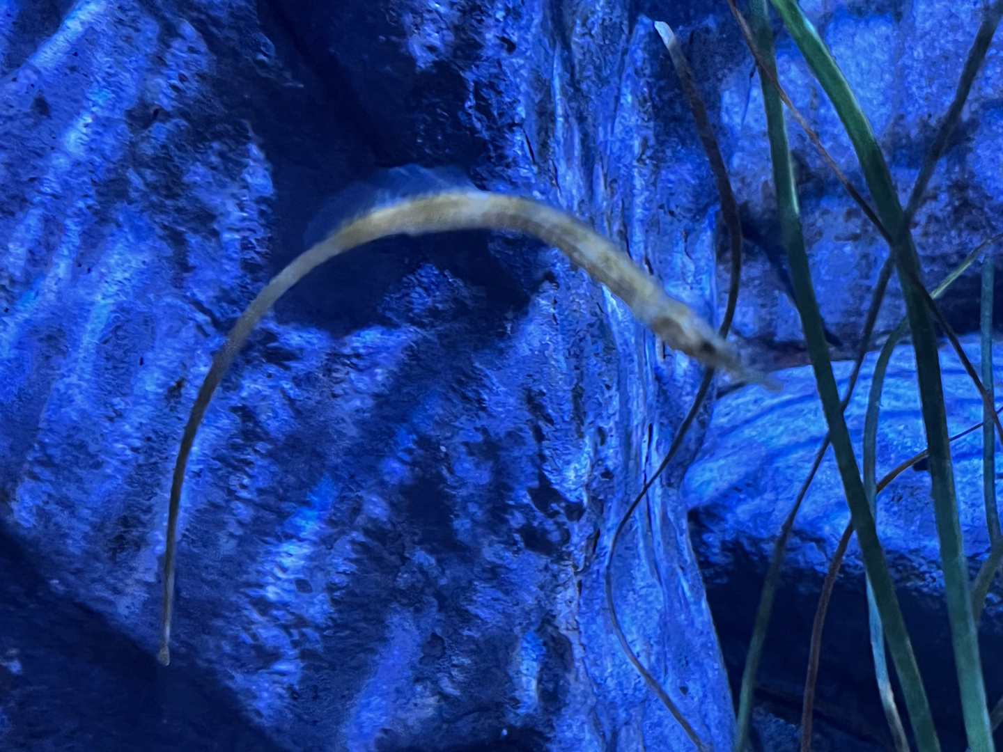 Pipefish ID