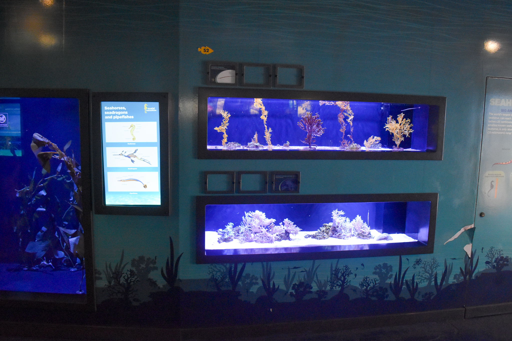Pipefish, seahorse and sea dragon tanks