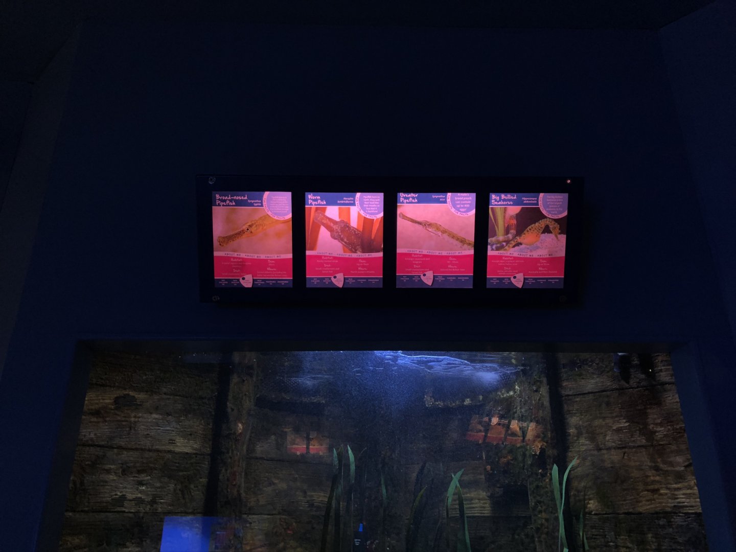 Pipefish Signage at Tynemouth Aquarium (2019)