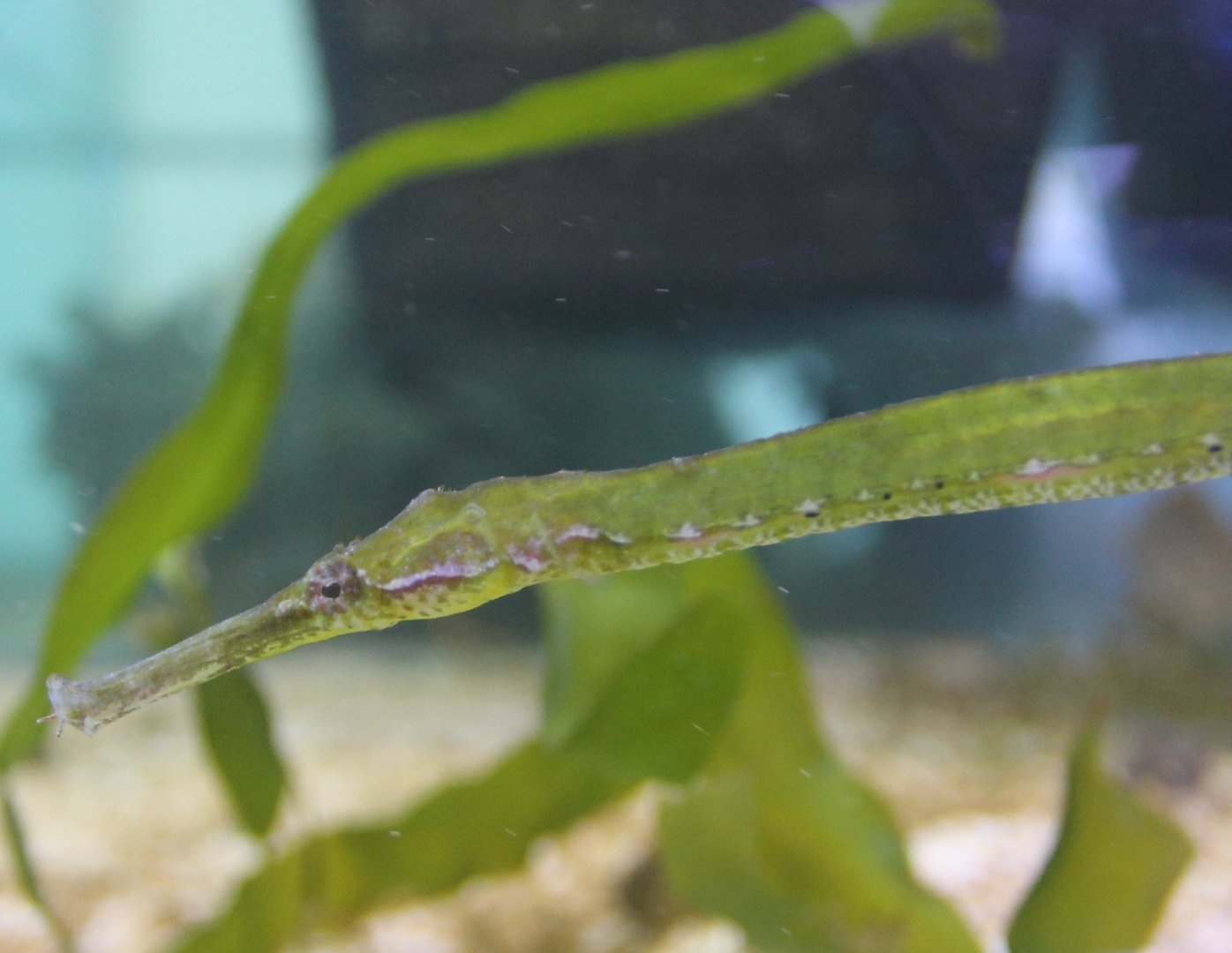 Pipefish - Syngnathoides biaculeatus