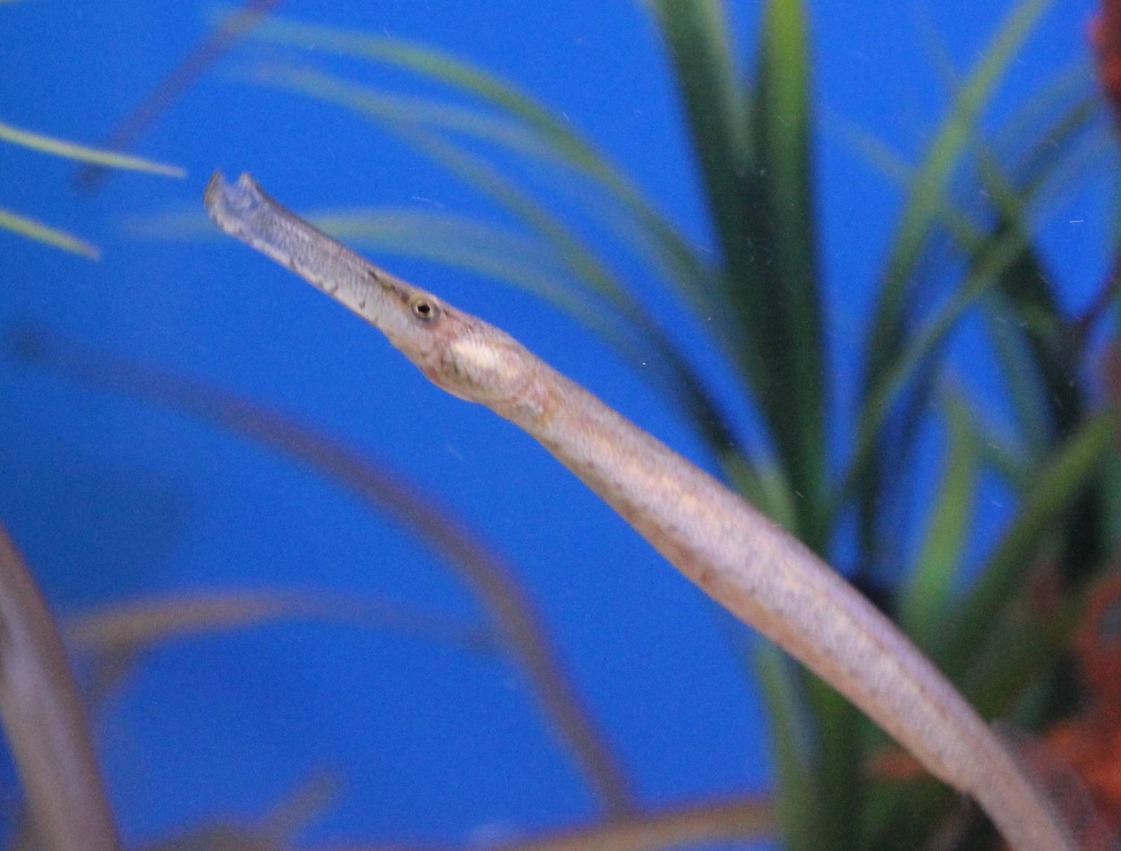 Pipefish Syngnathus acus
