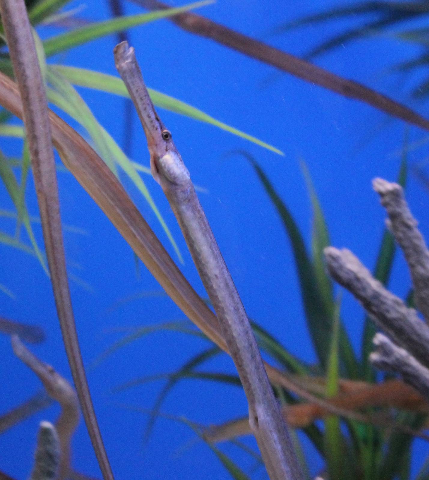 Pipefish Syngnathus acus