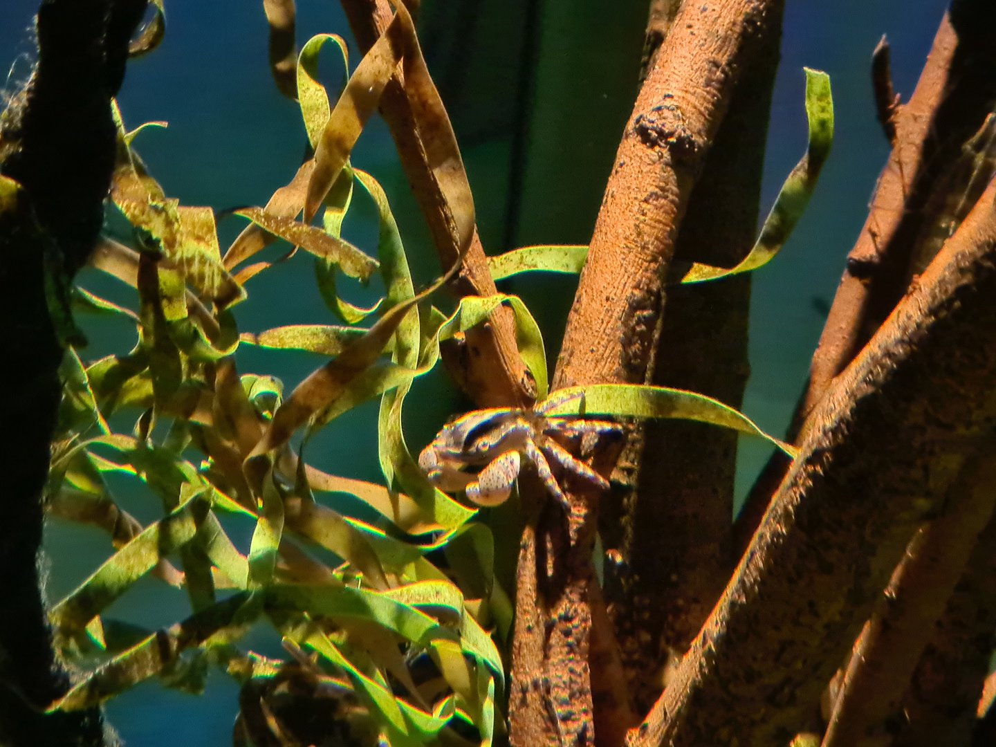 Pipefish tank - Asian shore crab