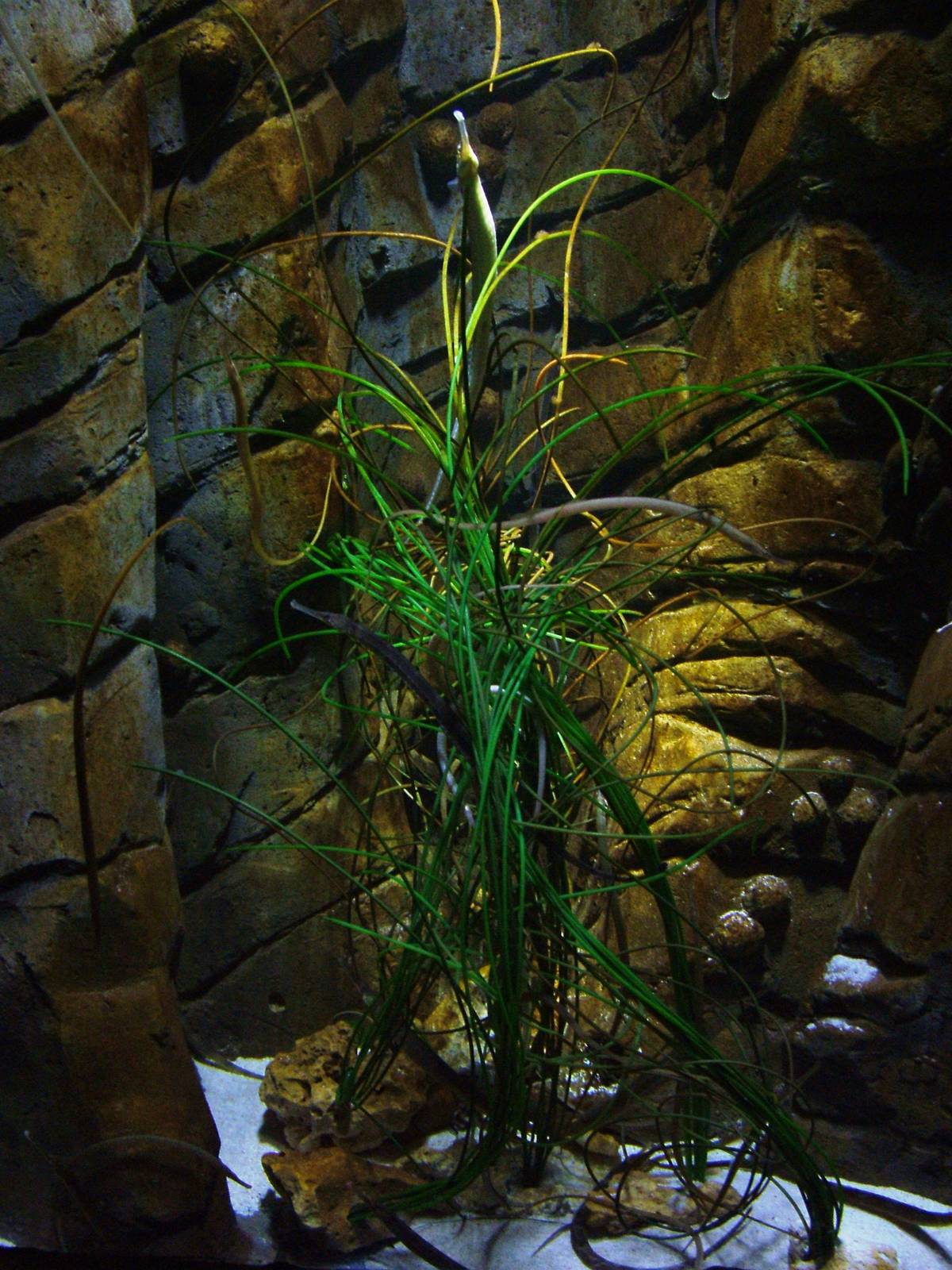 Pipefish tank at Blue Reef Bristol 19/12/09