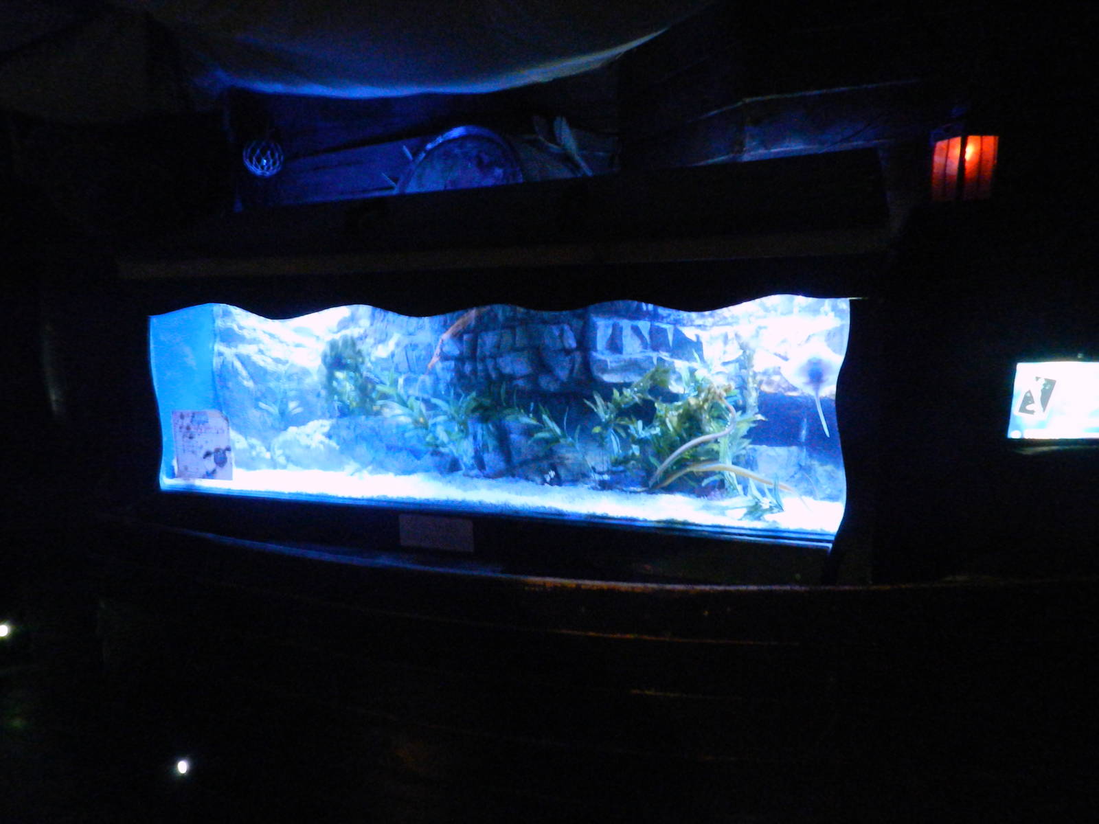 Pipefish Tank at SEA LIFE Scarborough - 26/08/2012