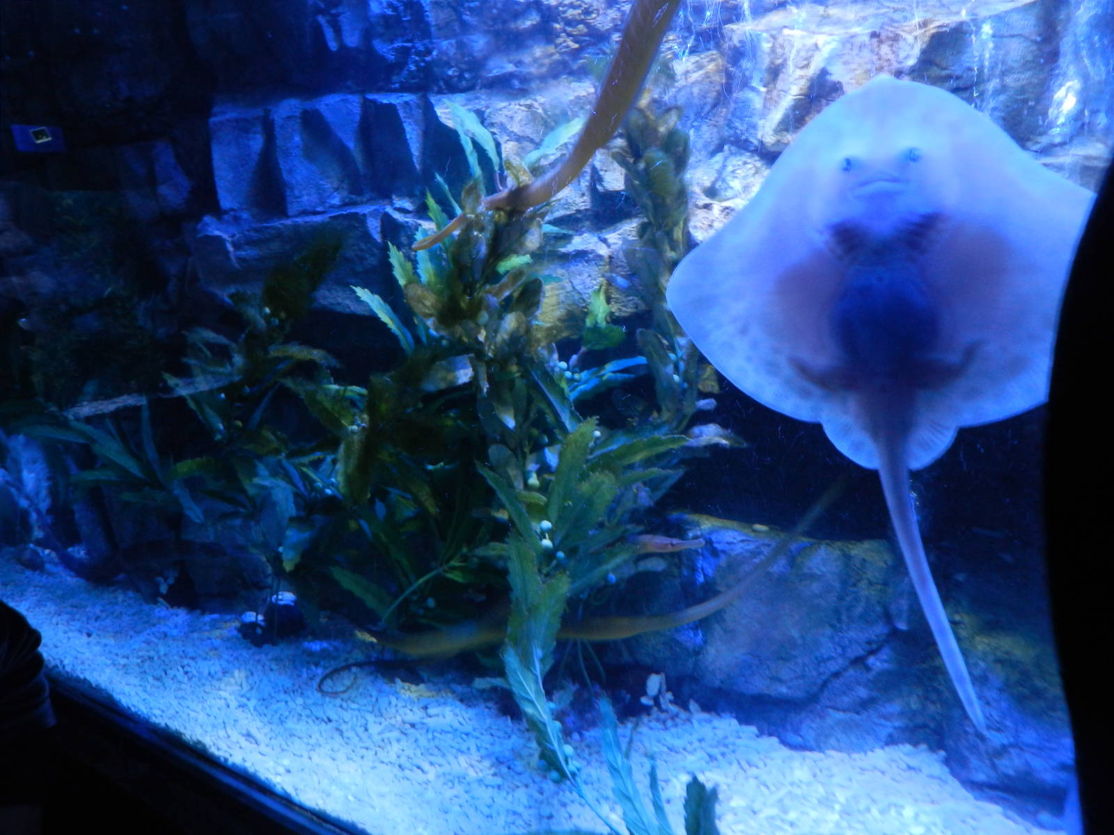 Pipefish Tank at SEA LIFE Scarborough - 26/08/2012