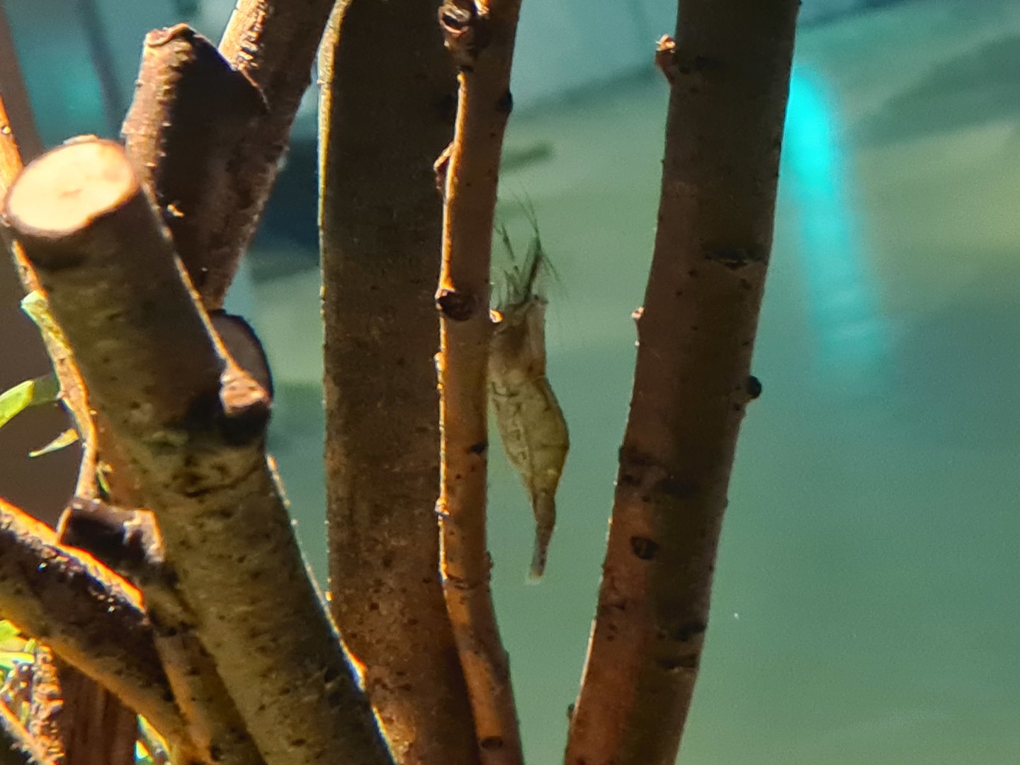 Pipefish tank - Common prawn