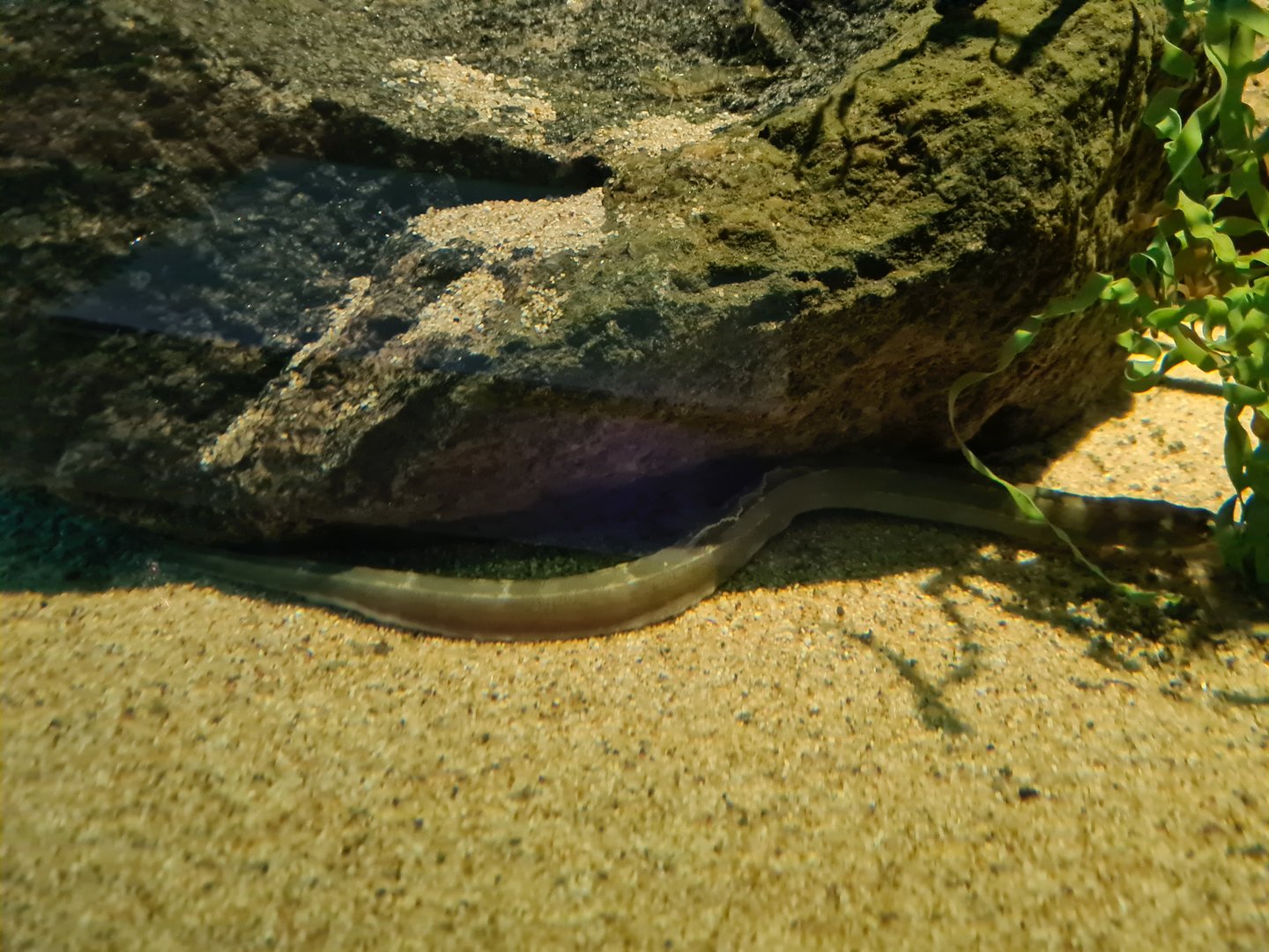 Pipefish tank - Greater pipefish