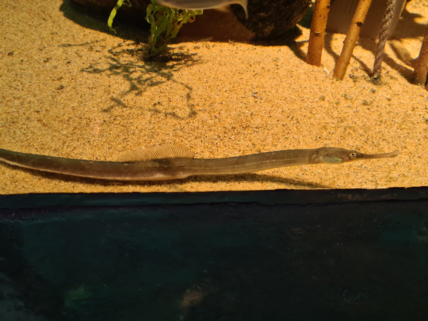 Pipefish tank - Greater pipefish