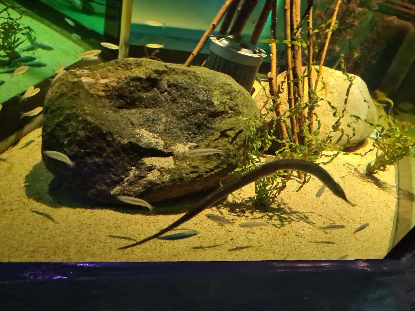 Pipefish tank - Interior