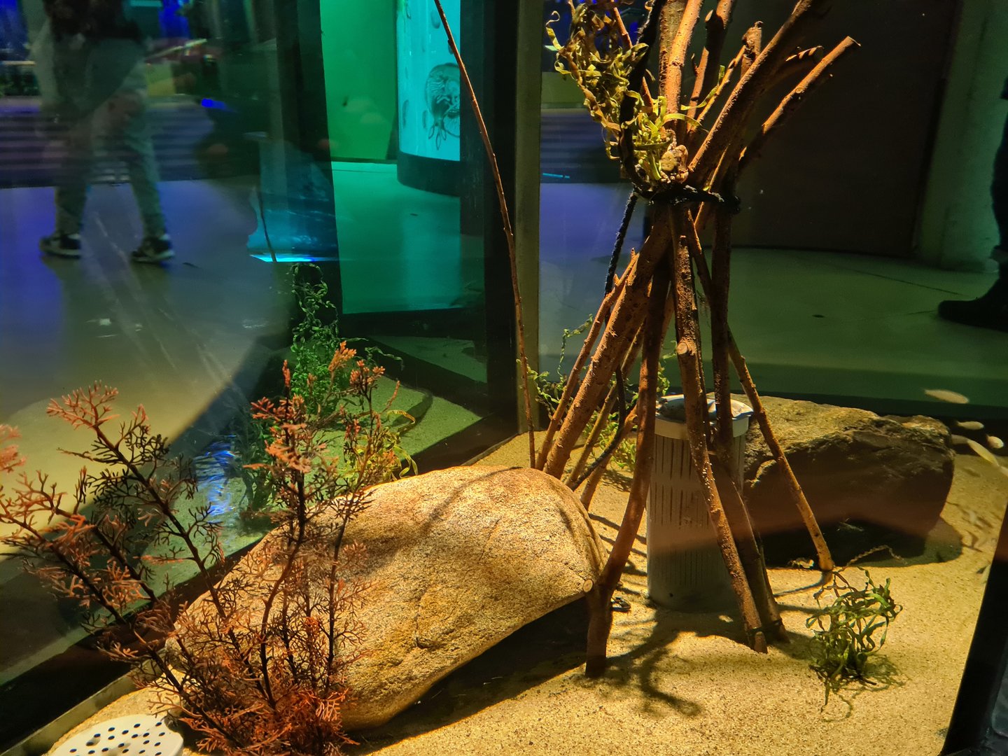 Pipefish tank - Interior