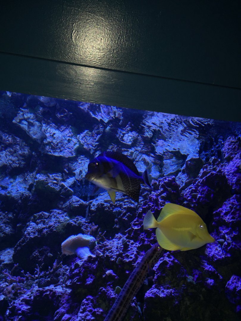 Pipefish, Yellow Tang and Sailfin Tang