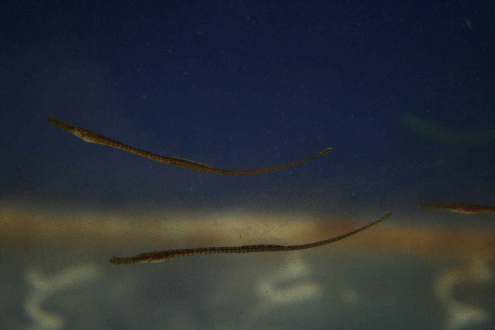 Pipefish youngsters