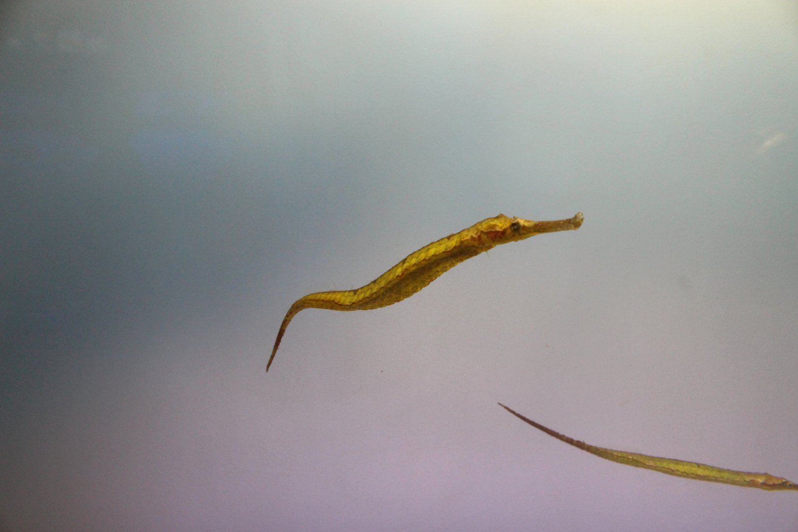 Pipefish