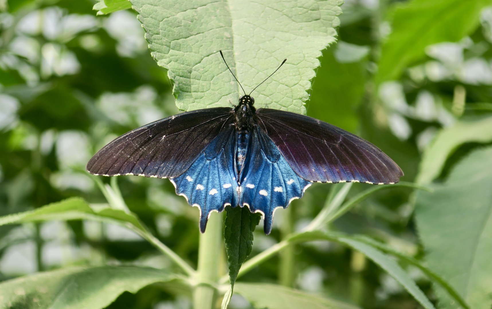 Pipevine Swallowtail (Battus philenor)