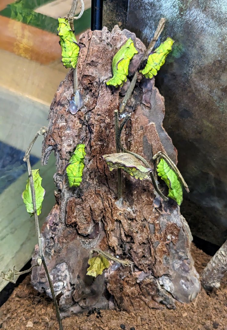Pipevine Swallowtail Chrysalis - July 8th 2023