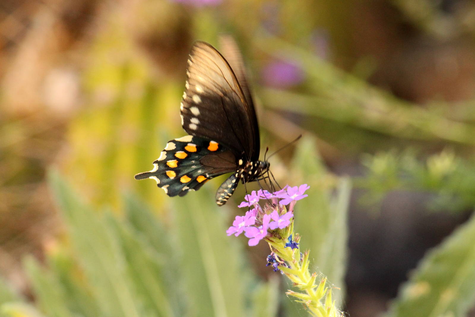 Pipevine Swallowtail